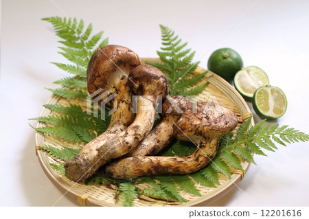 Matsutake 12201616