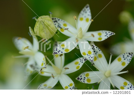 Akebonoso Akebonoso 12201801