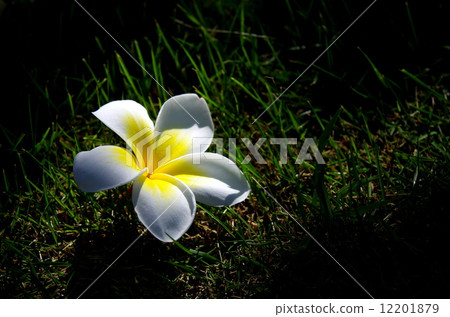 Indo-sokakei 12201879