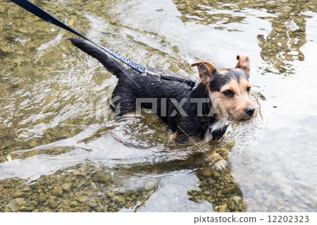 A dog 12202323