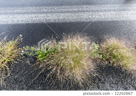 grass hassock at the side of a street 12202667