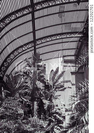 toned black and white shoot of palm leafs with striped shadows toned black and white shoot of palm leafs with striped shadows 12202701