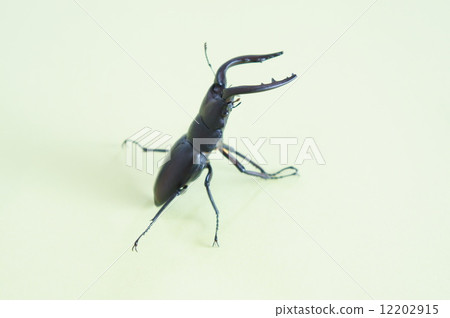 Saw toothbrush 12202915