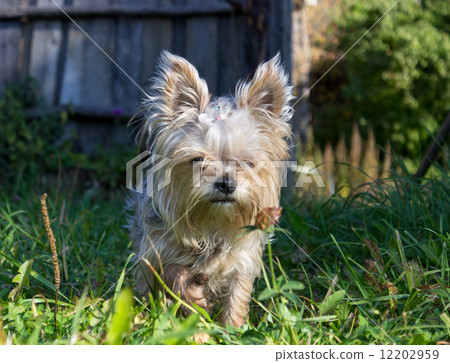Yorkshire Terrier 12202959