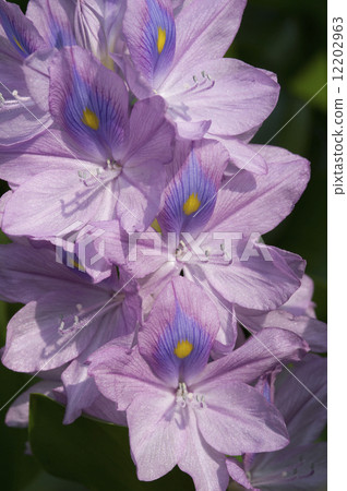 Water hyacinth flowers 12202963