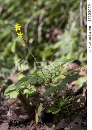 Kinnizu Hiki Kinnizu Hiki 12203069