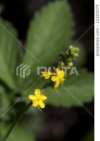 Kinnizu Hiki Kinnizu Hiki 12203074