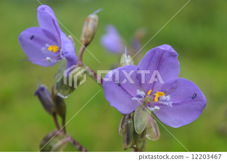 Murdannia giganteum, Thai purple flower and Pine forest Murdannia giganteum, Thai purple flower and Pine forest 12203467