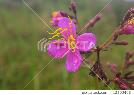 purple Malabar flower purple Malabar flower 12203468