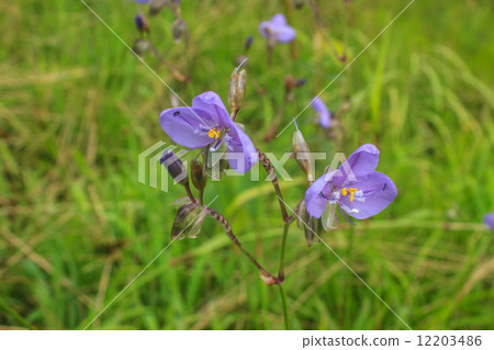 Murdannia giganteum, Thai purple flower and Pine forest 12203486
