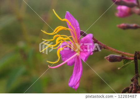 purple Malabar flower 12203487