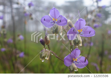 Murdannia giganteum, Thai purple flower and Pine forest 12203506