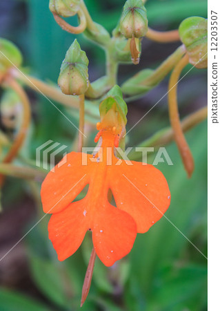 habennaria rhodocchelia hance from rainforest 12203507