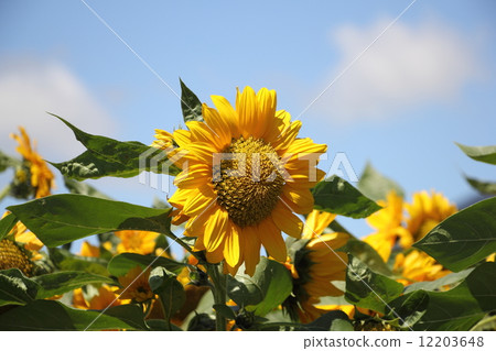Sun Flower  12203648