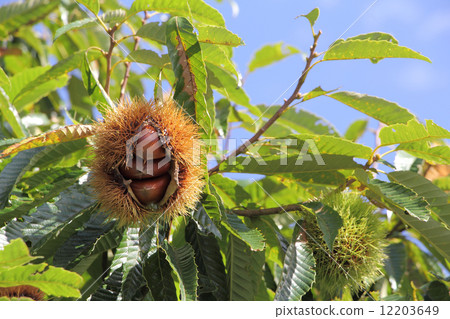 Saki chestnut 12203649