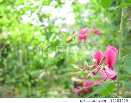 Miyagino Hagi 12203969