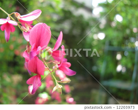 Miyagino Hagi 12203973