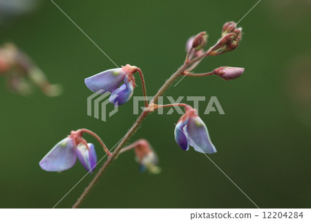 天然植物Alechnus bitito Hagi，過去的素花是藍紫色，看起來不同於開花時間 12204284