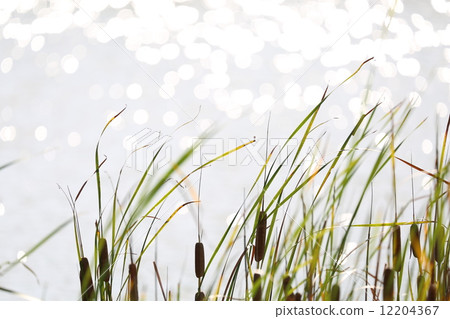 Panicle and pond of bear 12204367