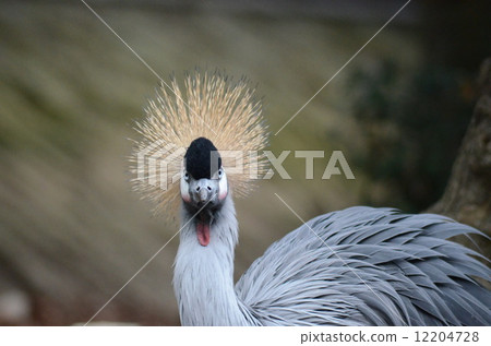 White-crowned crane 12204728