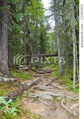 Forest path 12205855