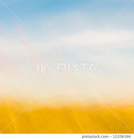 Defocused grass and  sky natural background 12206166