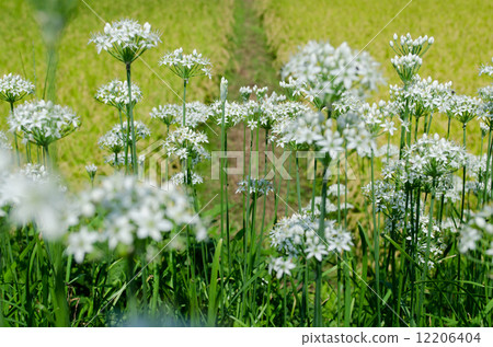 Rice blossoms of Nira flowers 2 12206404