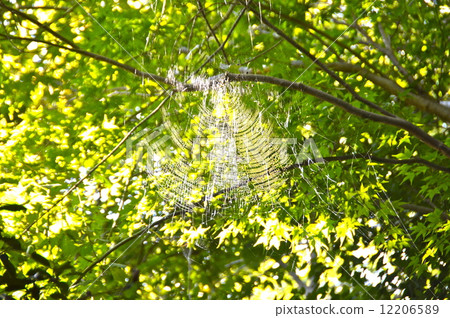 Spider webs · green (Mt. Takao / Hachioji City, Tokyo) 12206589