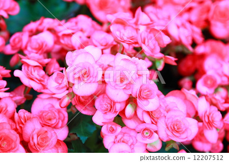 pink begonias 12207512