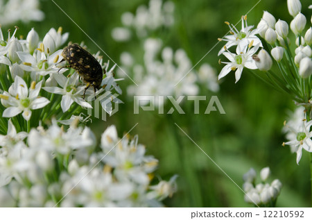Hanamuguri和Nira Flower 12210592
