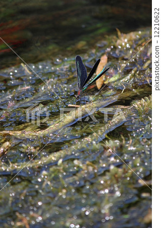 Hagorotorbo 12210622