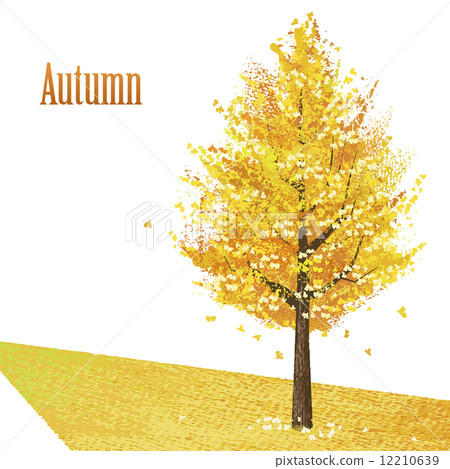Gingko tree autumn autumn leaves 12210639