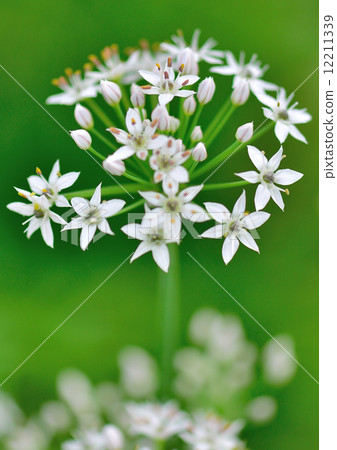  White flower 12211339