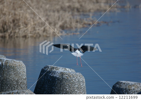 Tall knives Seita Kashigi wings are also smart. 12211699
