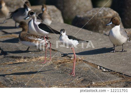 It is Takashi Tadashi Seita Kashigi smart. 12211701