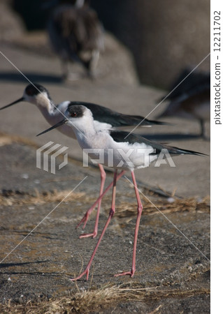 Tall skull riding feet are long. 12211702