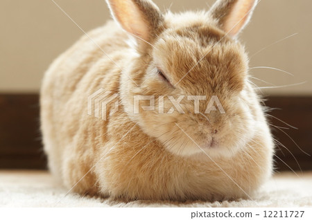 Rabbit Daifuku 12211727