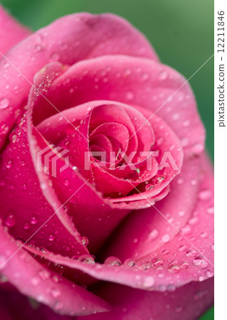 紅玫瑰 紅玫瑰 12211846