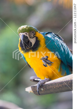 Ruri Macawo Ruri Macawo 12211847