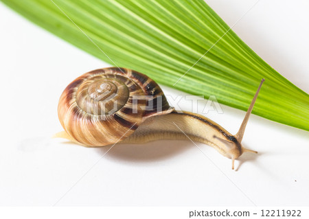 Snail 12211922