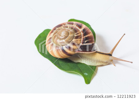 Slow life 12211923