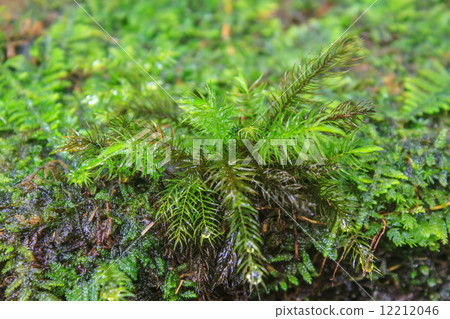 tropical forest 12212046