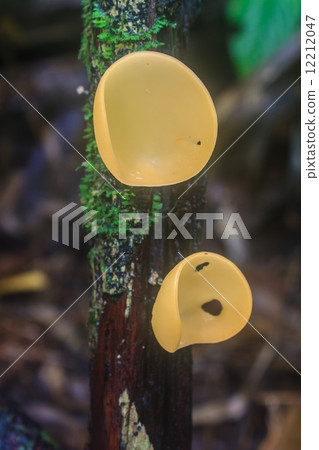 Champagne mushrooms (Fungi Cup) 12212047