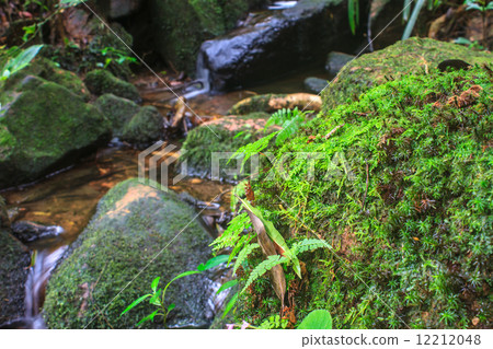 tropical forest 12212048