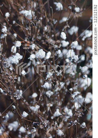 Fruit of the fall Shinki Shumakeiku 12212192