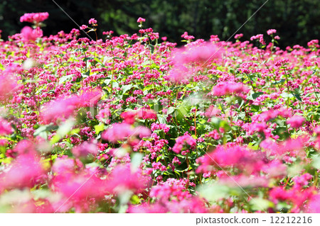 Red soba field Red soba field 12212216