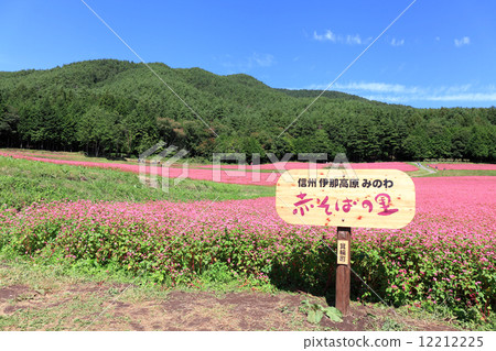 Red soba field Red soba field 12212225