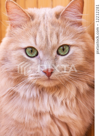 Red Cat Red Cat 12212281