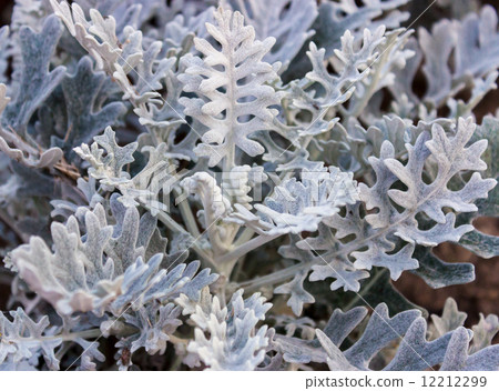 Cineraria silver Cineraria silver 12212299