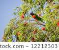 Lorikeet  12212303
